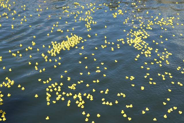 duckrace-2017-337 - Afbeelding 7 van 15