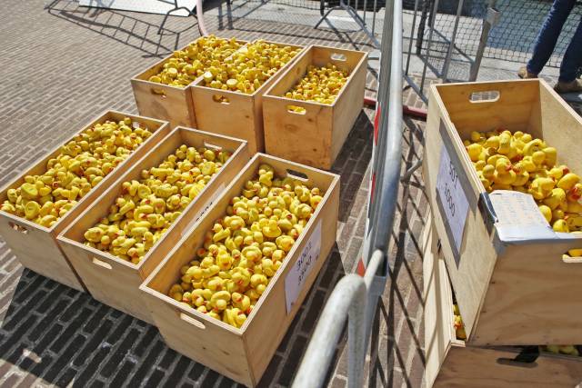 duckrace-2017-339 - Afbeelding 9 van 15