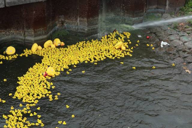 duckrace-2018-498 - Afbeelding 76 van 77